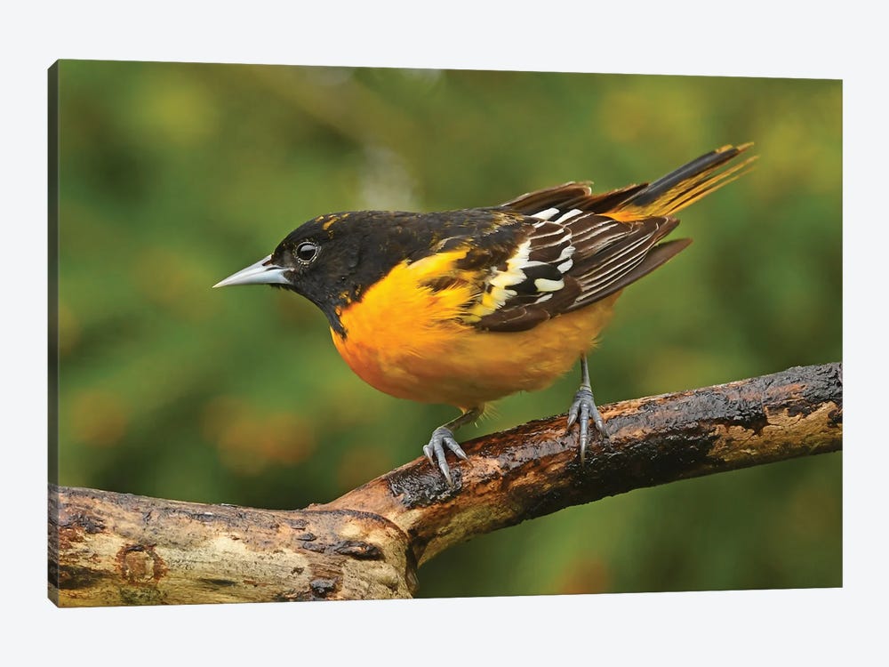Male Baltimore Oriole Perched On Branch by Brian Wolf 1-piece Canvas Art Print