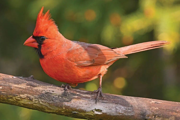 Northern Cardinal In Spring Colors