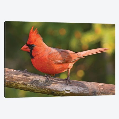 Northern Cardinal In Spring Colors Canvas Print #BWF476} by Brian Wolf Canvas Wall Art