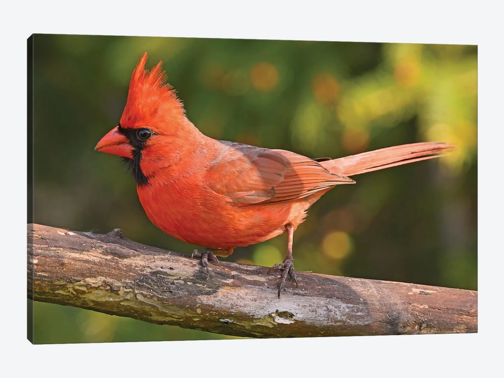 Northern Cardinal In Spring Colors by Brian Wolf 1-piece Art Print