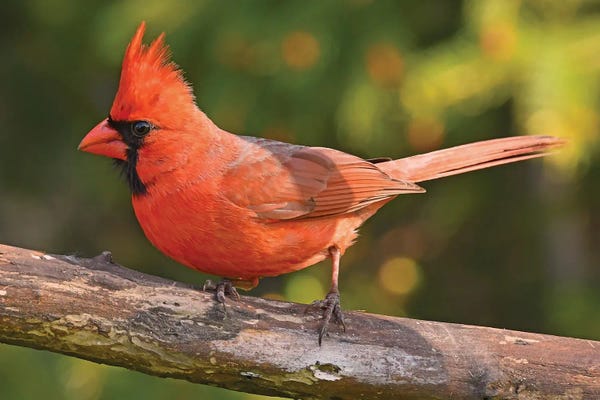 Brian Wolf: Northern Cardinal In Spring Colors by Brian Wolf