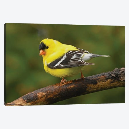 American Goldfinch In Spring Splendor Canvas Print #BWF477} by Brian Wolf Canvas Artwork