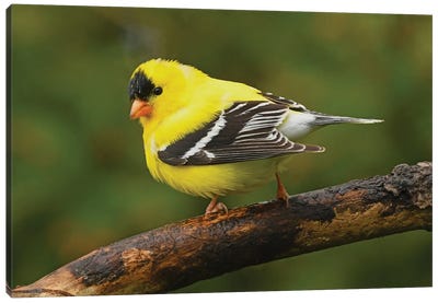 American Goldfinch In Spring Splendor Canvas Art Print - Brian Wolf