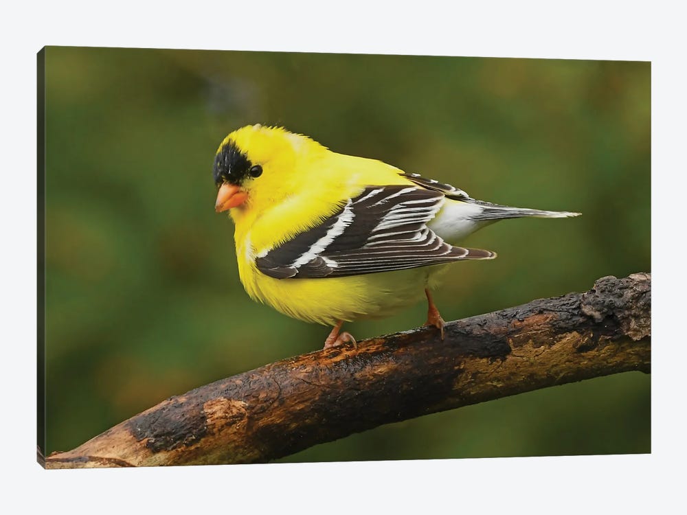 American Goldfinch In Spring Splendor by Brian Wolf 1-piece Canvas Wall Art