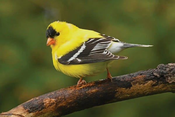 Brian Wolf: American Goldfinch In Spring Splendor by Brian Wolf