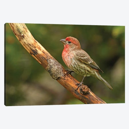 Male House Finch Perched On Branch Canvas Print #BWF478} by Brian Wolf Canvas Print