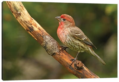 Male House Finch Perched On Branch Canvas Art Print - Brian Wolf