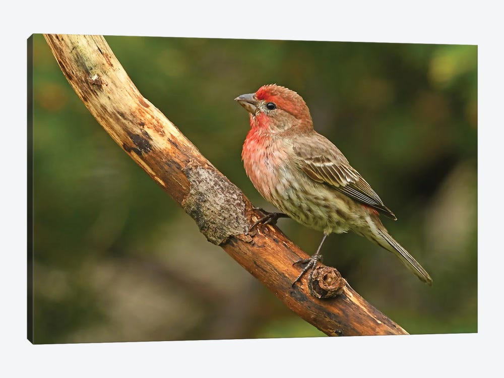 Male House Finch Perched On Branch by Brian Wolf 1-piece Canvas Print