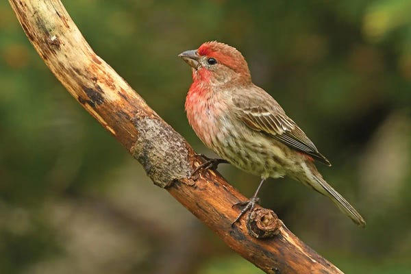 Macro Photography: Male House Finch Perched On Branch by Brian Wolf