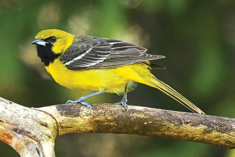 Juvenille Orchard Oriole Perched On Branch