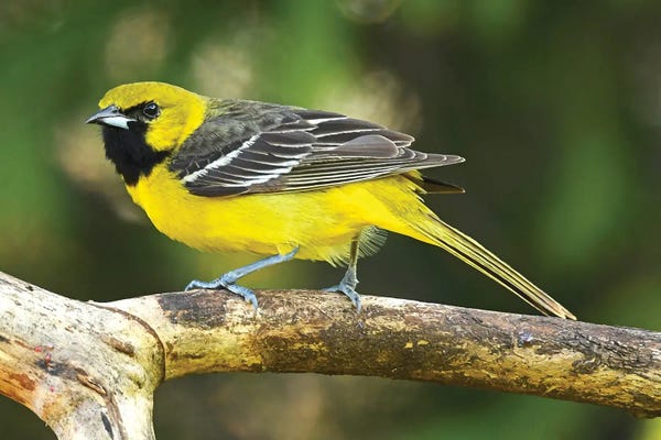 Brian Wolf: Juvenille Orchard Oriole Perched On Branch by Brian Wolf
