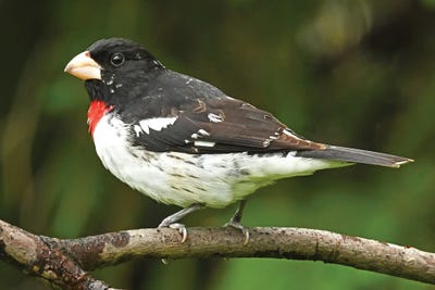 Rose-Breasted Grosbeak Perched On Branch by Brian Wolf canvas print