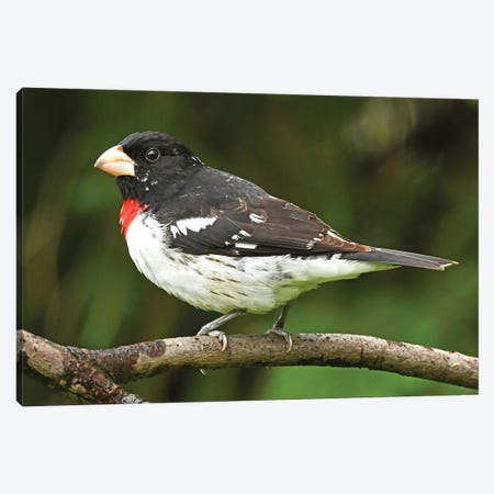 Rose-Breasted Grosbeak Perched On Branch Canvas Print #BWF480} by Brian Wolf Canvas Wall Art
