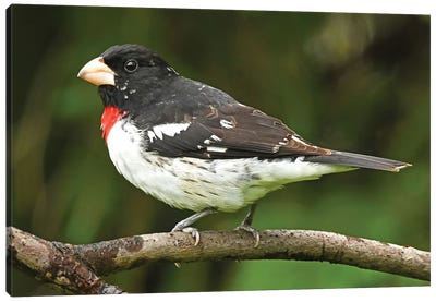 Rose-Breasted Grosbeak Perched On Branch Canvas Art Print