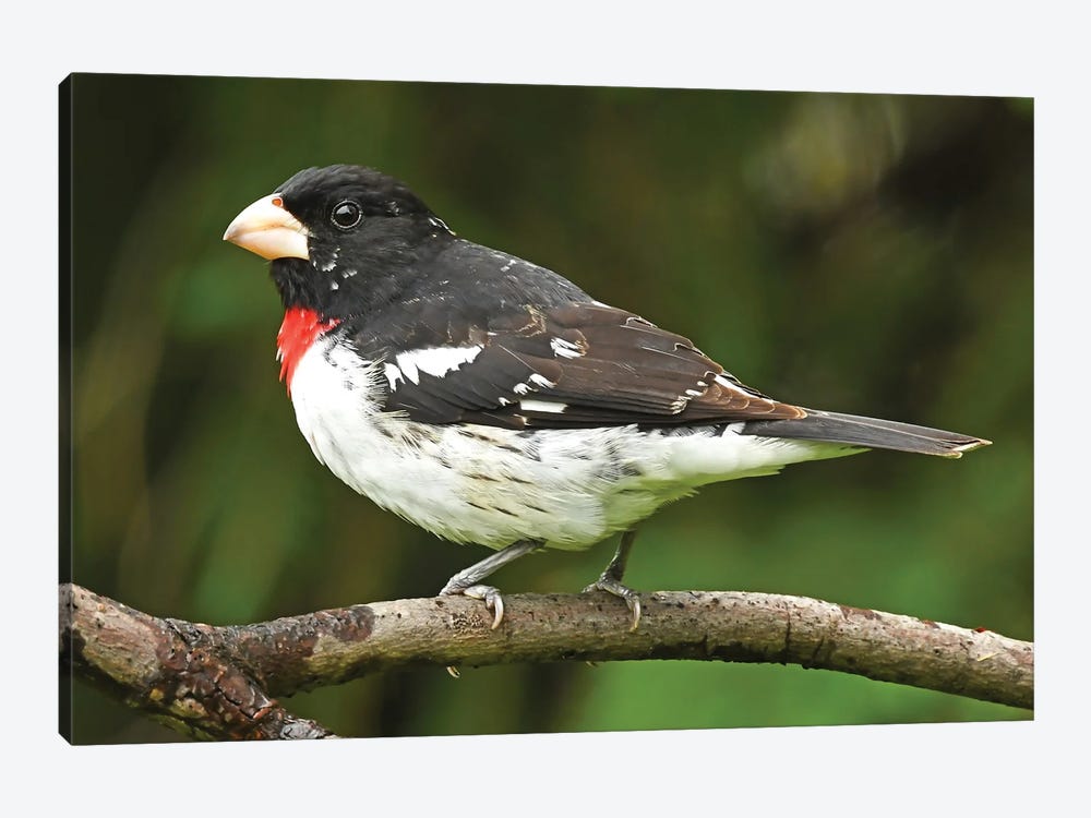 Rose-Breasted Grosbeak Perched On Branch by Brian Wolf 1-piece Canvas Art