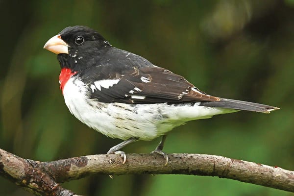Brian Wolf: Rose-Breasted Grosbeak Perched On Branch by Brian Wolf
