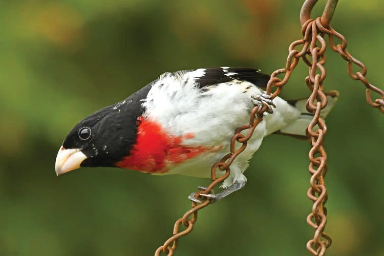 Rose-Breasted Grosbeak Hanging Around