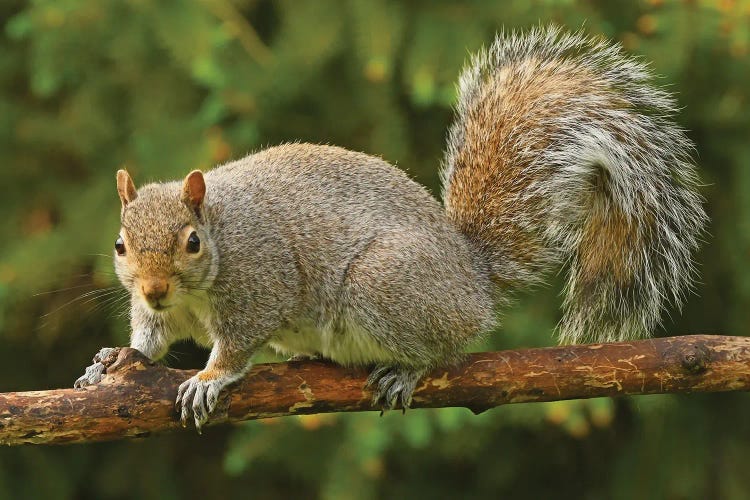 Thief At The Birdfeeders