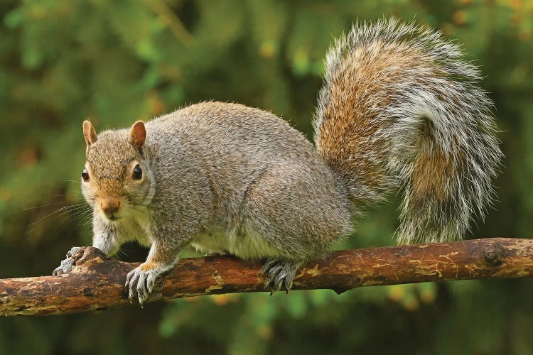 Thief At The Birdfeeders by Brian Wolf wall art