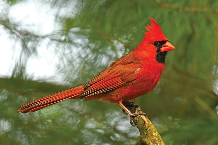 Cardinal Looking Proud