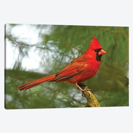 Cardinal Looking Proud Canvas Print #BWF483} by Brian Wolf Canvas Artwork