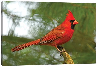 Cardinal Looking Proud Canvas Art Print - Cardinal Art
