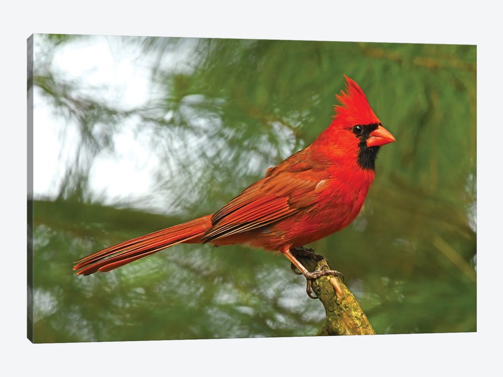 Cardinal Looking Proud by Brian Wolf 1-piece Art Print