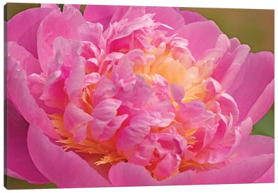 Peony Blossoming Canvas Art Print - Brian Wolf