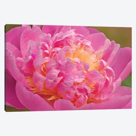 Peony Blossoming Canvas Print #BWF485} by Brian Wolf Art Print