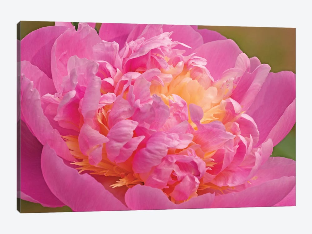 Peony Blossoming by Brian Wolf 1-piece Art Print