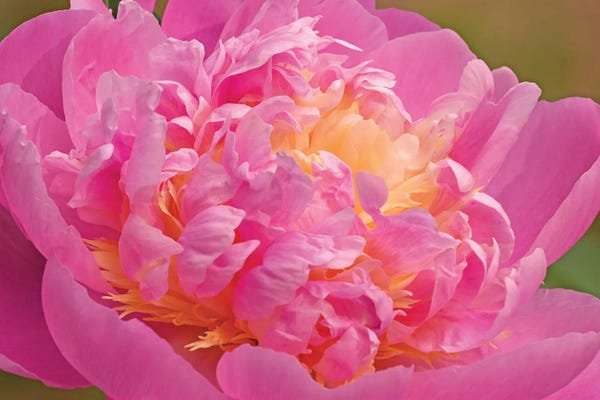 Brian Wolf: Peony Blossoming by Brian Wolf