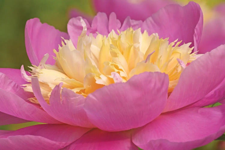 Pink And Yellow Peony