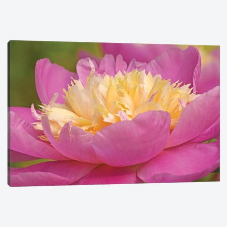 Pink And Yellow Peony Canvas Print #BWF486} by Brian Wolf Canvas Art Print