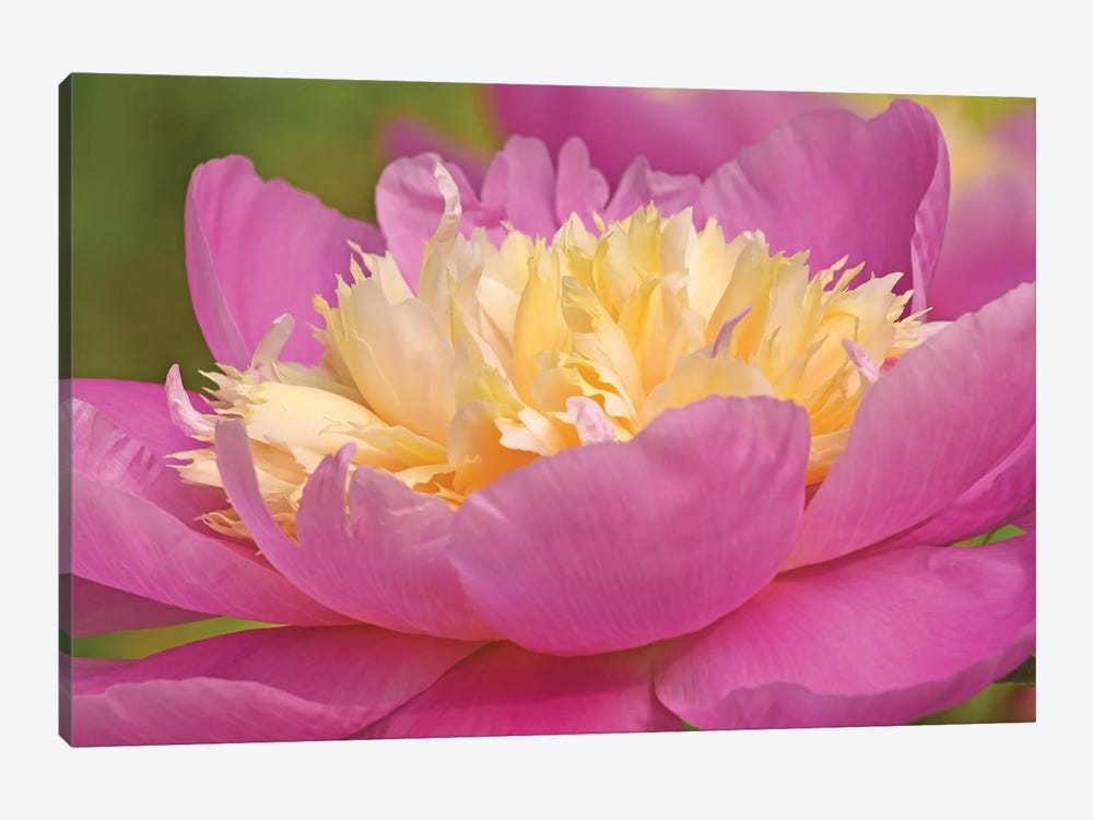 Pink And Yellow Peony by Brian Wolf 1-piece Canvas Artwork