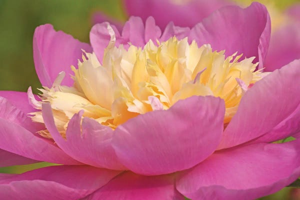Brian Wolf: Pink And Yellow Peony by Brian Wolf