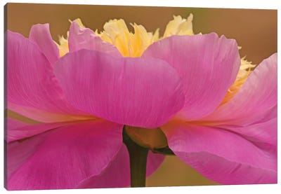 From A Different Angle - Peony Canvas Art Print - Peony Art