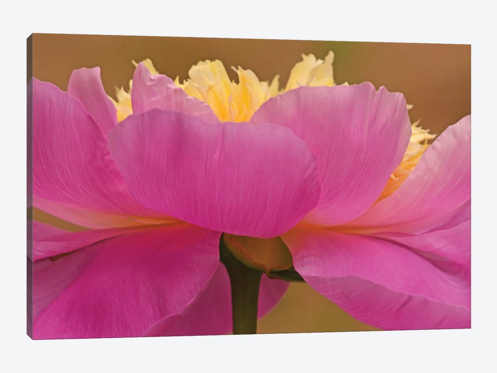 From A Different Angle - Peony by Brian Wolf 1-piece Art Print