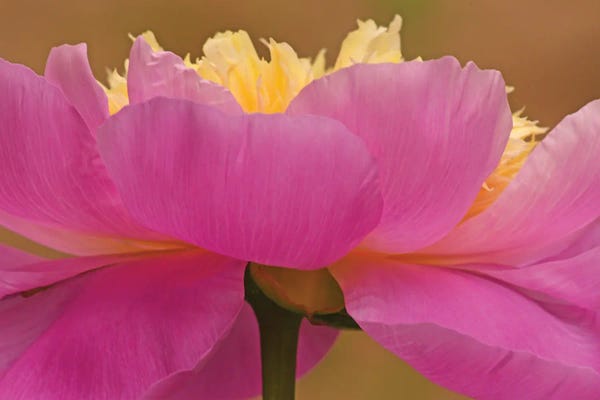 Brian Wolf: From A Different Angle - Peony by Brian Wolf