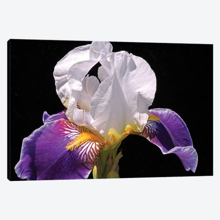 White And Purple Iris Canvas Print #BWF488} by Brian Wolf Canvas Art