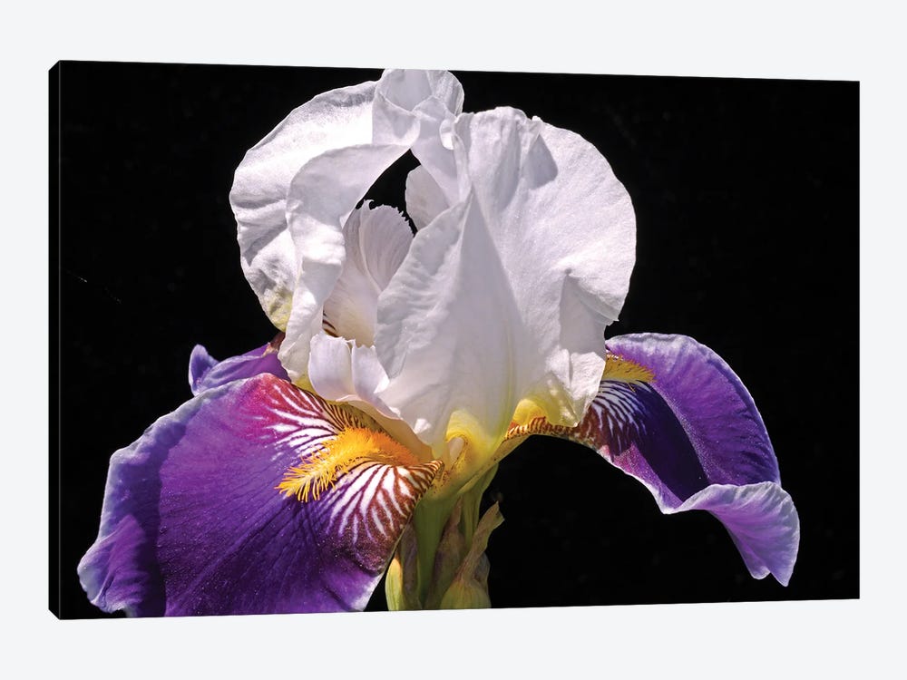White And Purple Iris by Brian Wolf 1-piece Canvas Wall Art