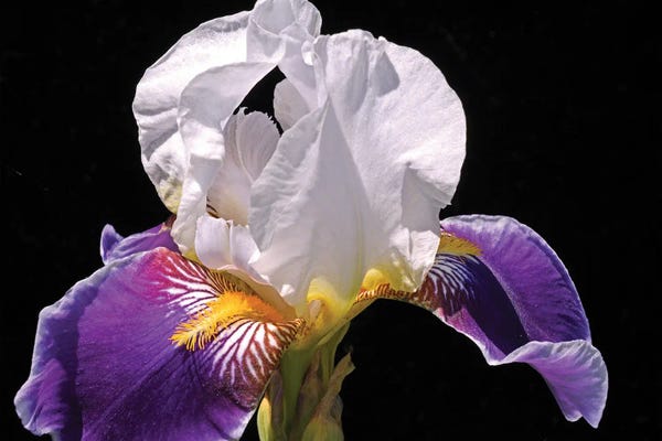 Irises: White And Purple Iris by Brian Wolf