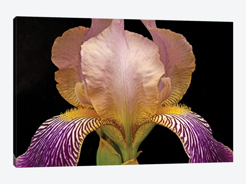 Iris Colors by Brian Wolf 1-piece Canvas Art Print