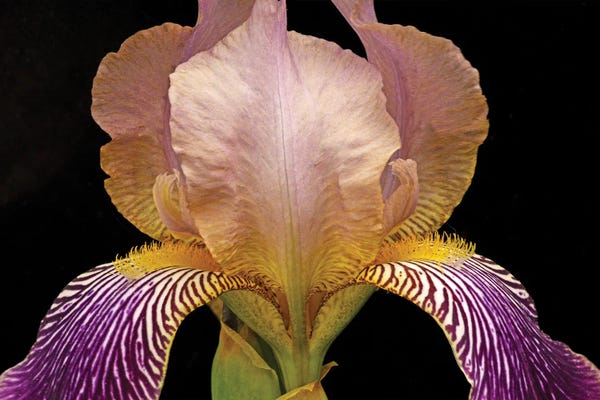 Irises: Iris Colors by Brian Wolf