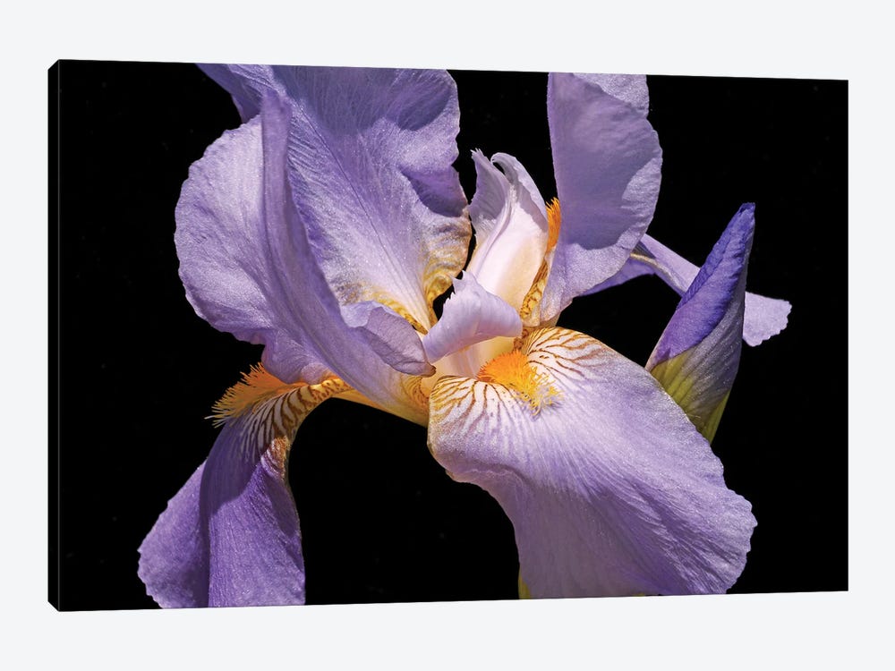 Violet Iris by Brian Wolf 1-piece Canvas Art Print