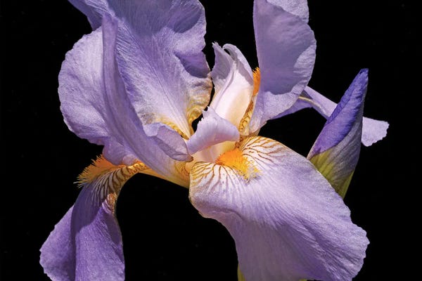 Irises: Violet Iris by Brian Wolf