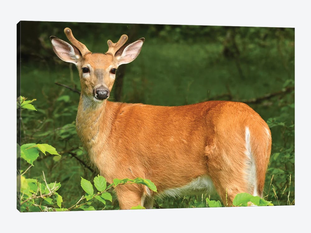 In Velvet - Whitetail Buck by Brian Wolf 1-piece Canvas Wall Art
