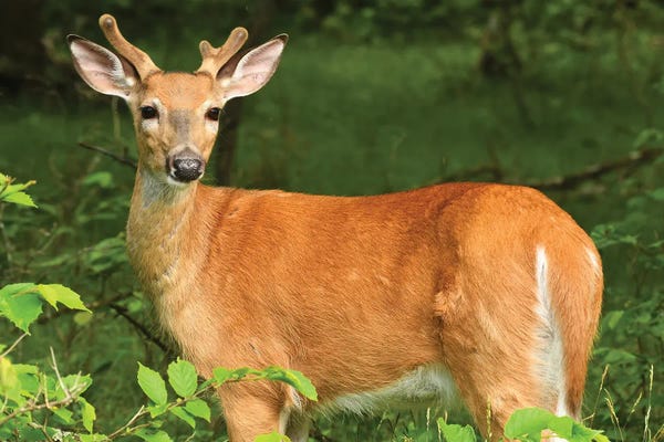 Brian Wolf: In Velvet - Whitetail Buck by Brian Wolf