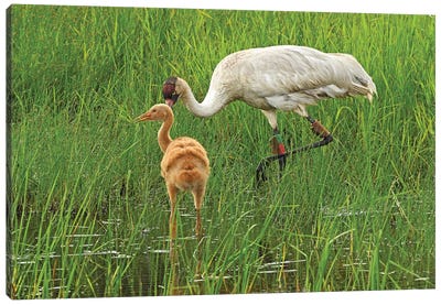 Endangered Whooping Crane With Colt Canvas Art Print - Brian Wolf