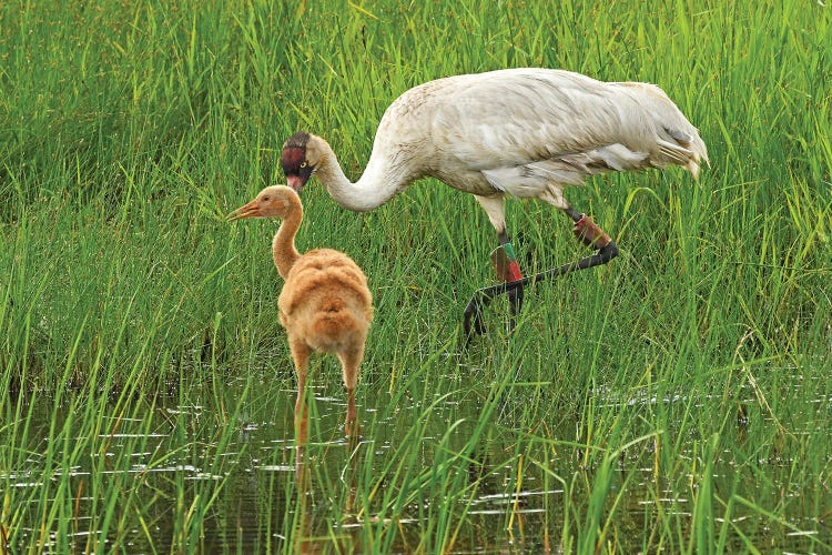 Endangered Whooping Crane With Colt