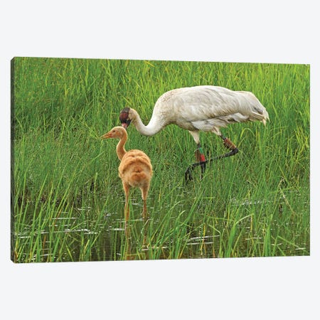 Endangered Whooping Crane With Colt Canvas Print #BWF492} by Brian Wolf Canvas Print